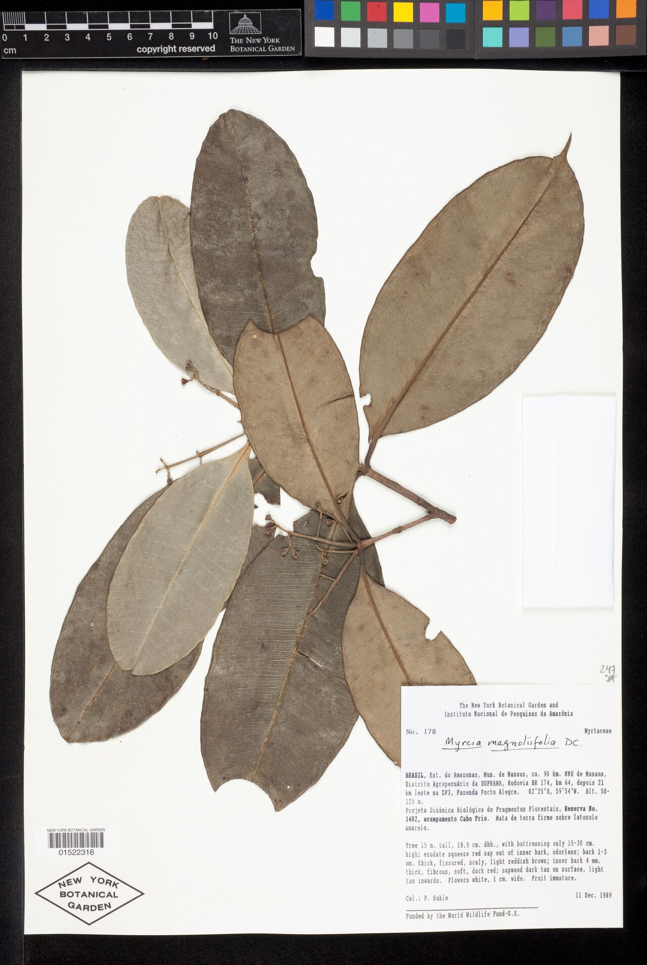 Myrcia manausensis — houseplant care guide