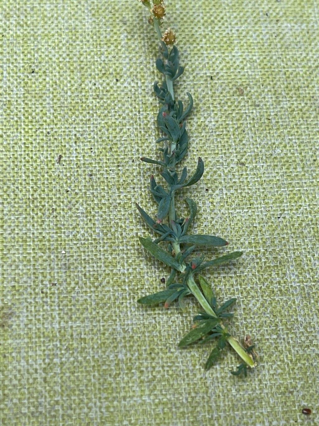 Reseda gredensis — search result for 'Reseda'