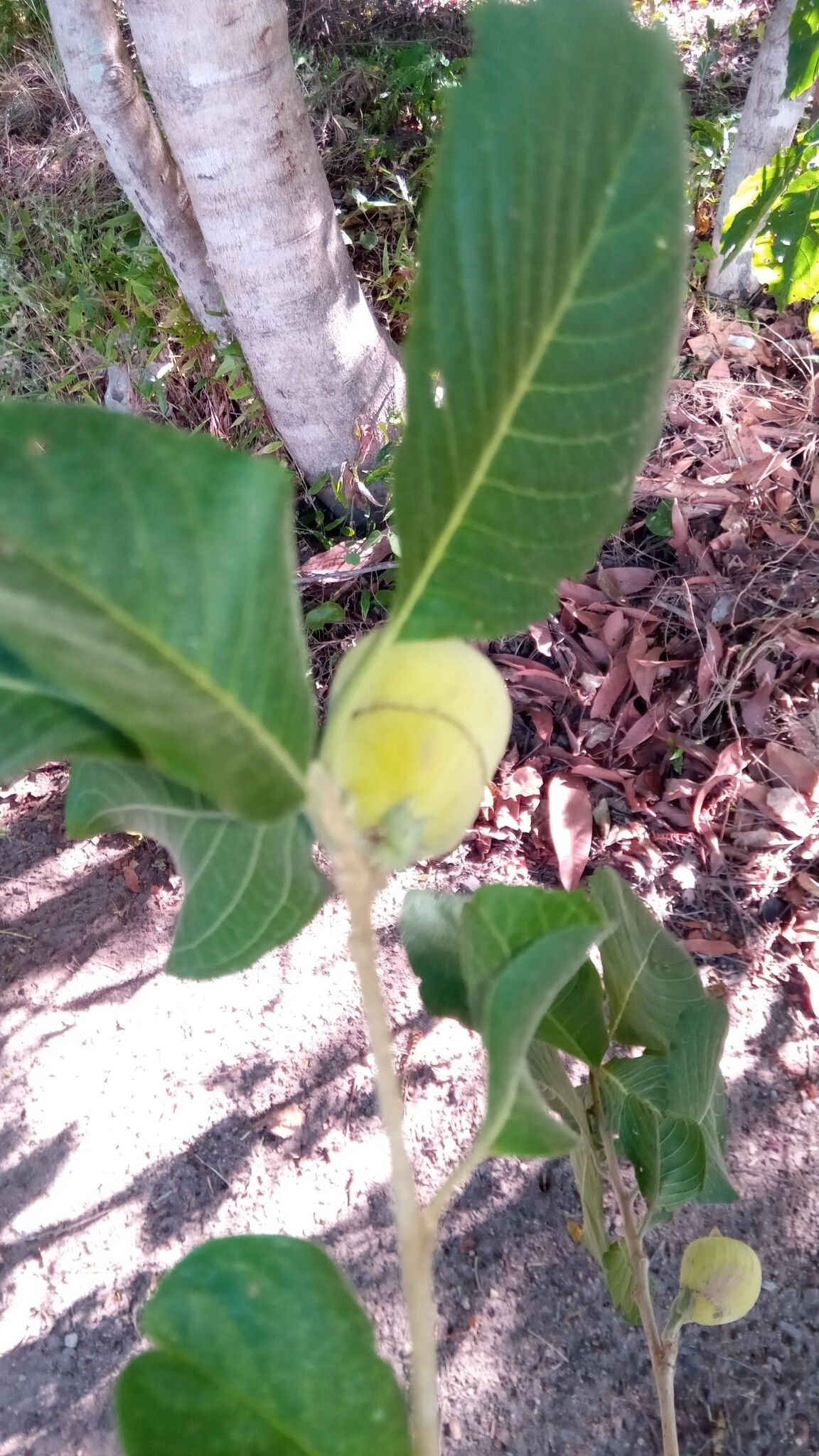 Turraea sericea fruit