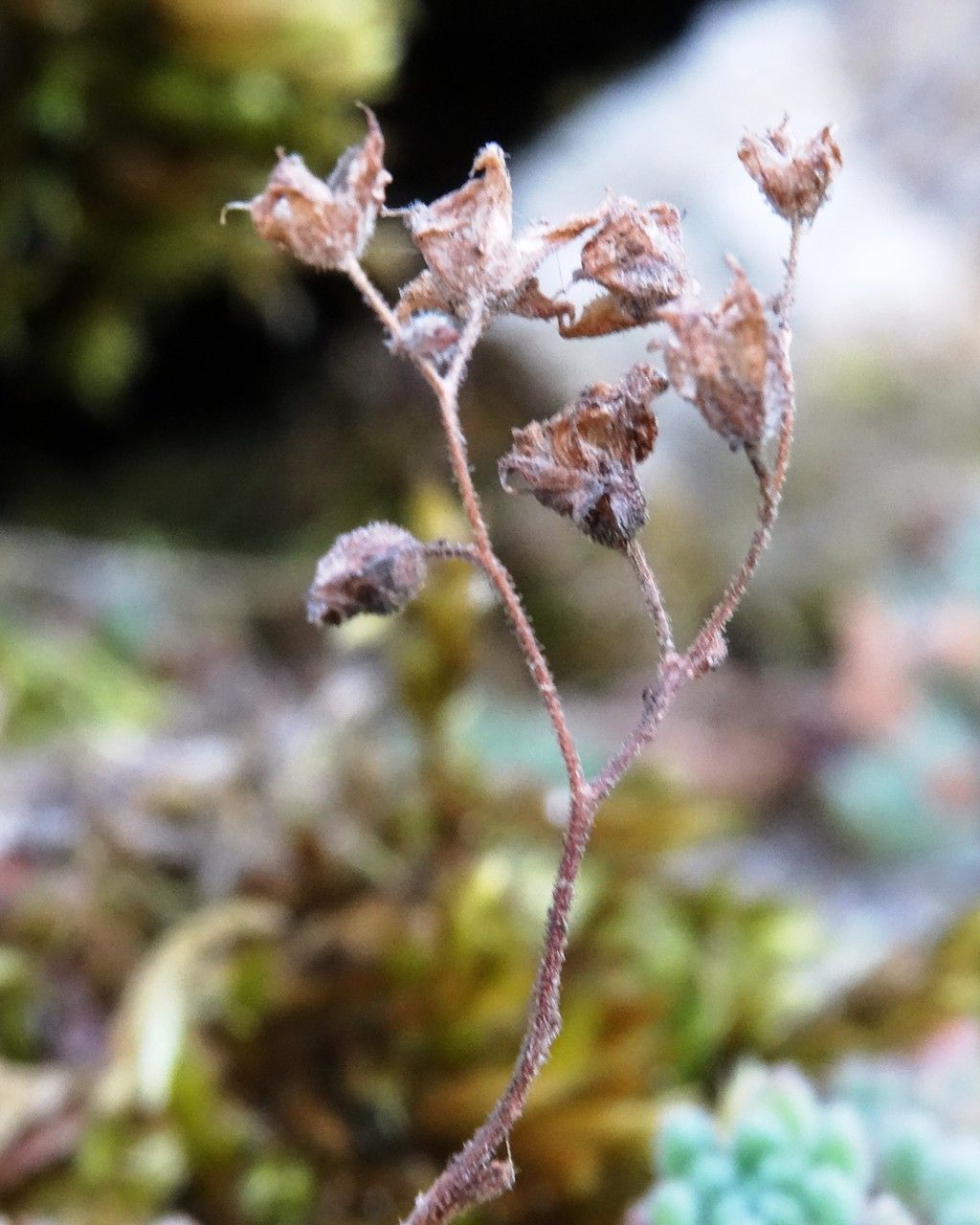 Sedum hirsutum fruit