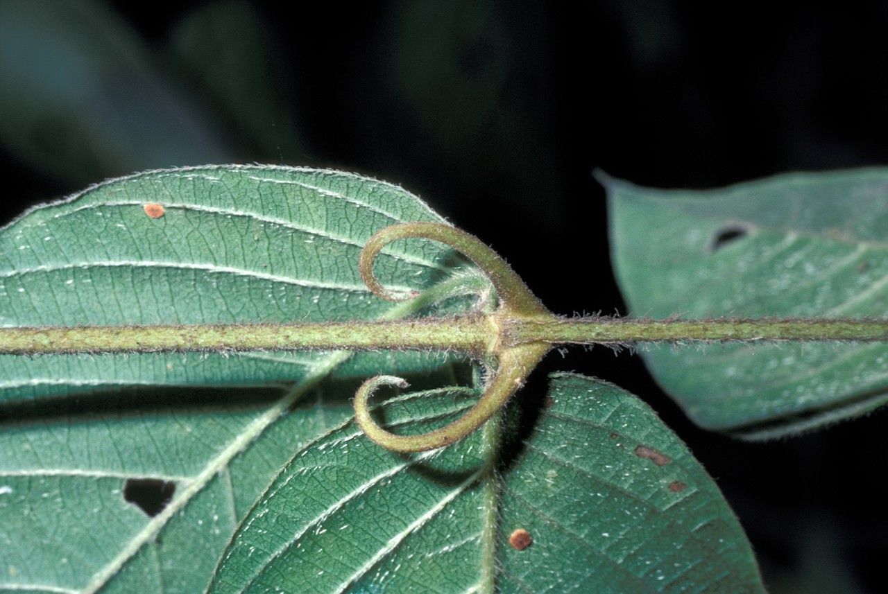 Uncaria scandens — houseplant care guide