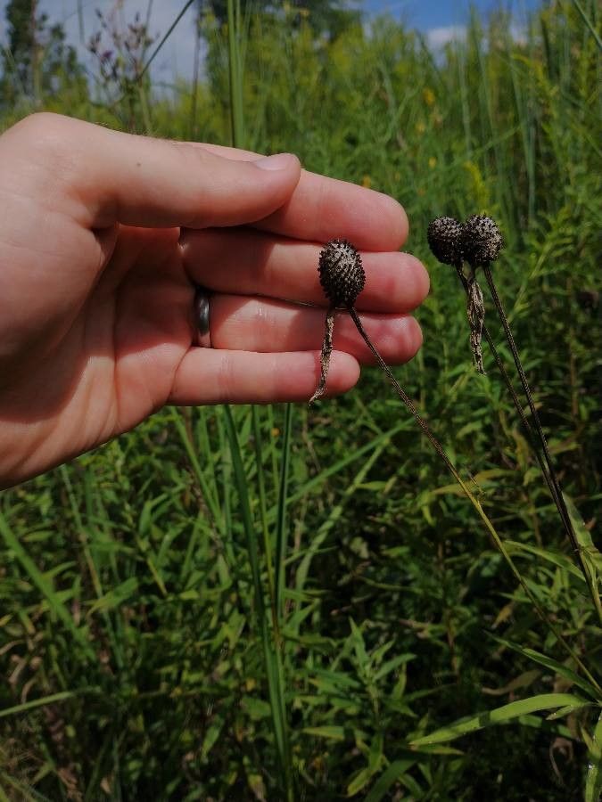 Ratibida pinnata fruit