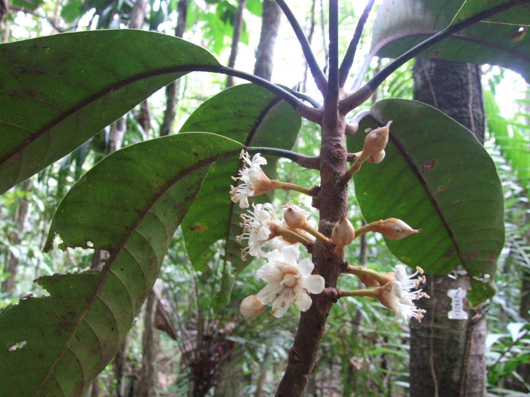 Pycnandra comptonii flower