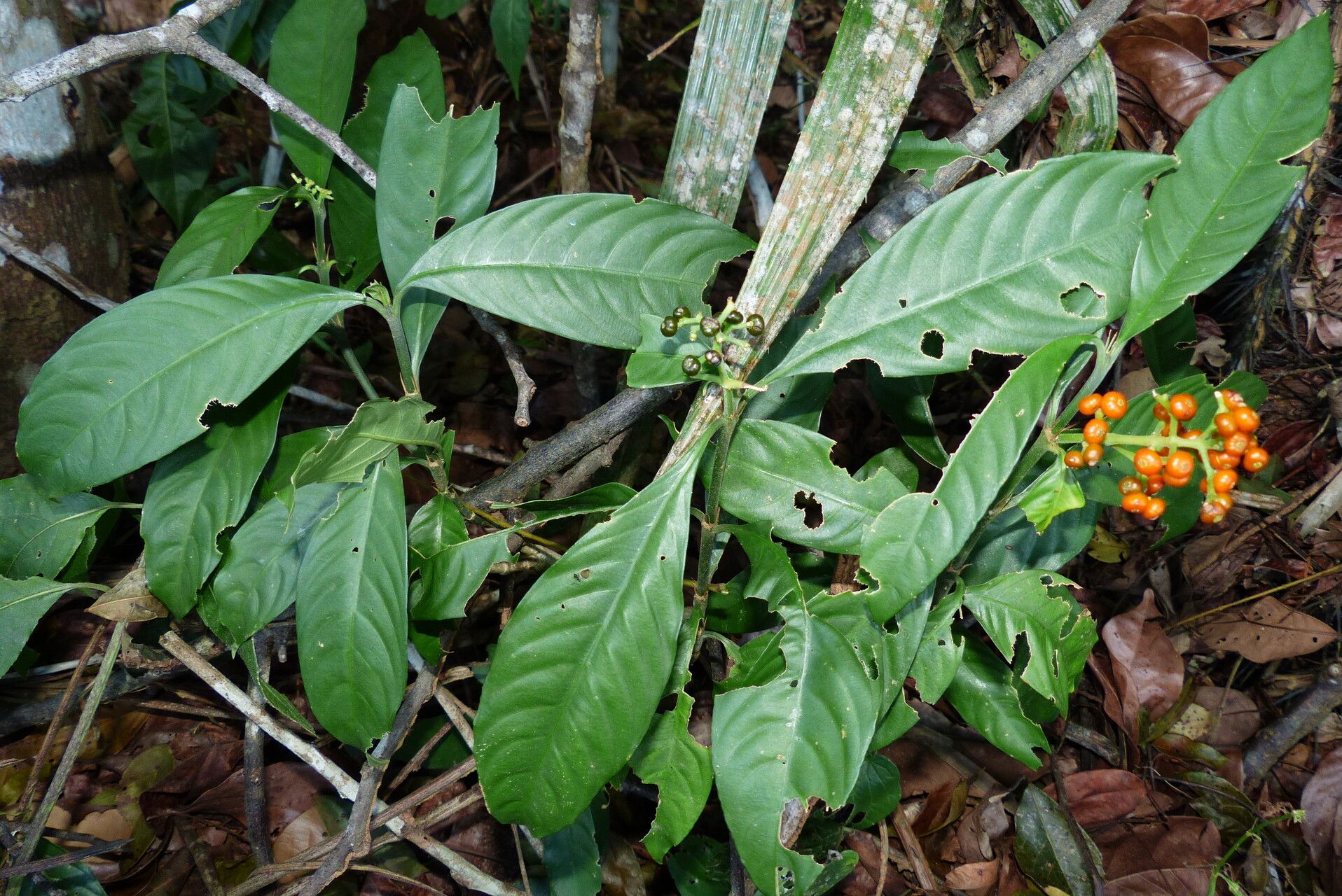 Palicourea racemosa leaf