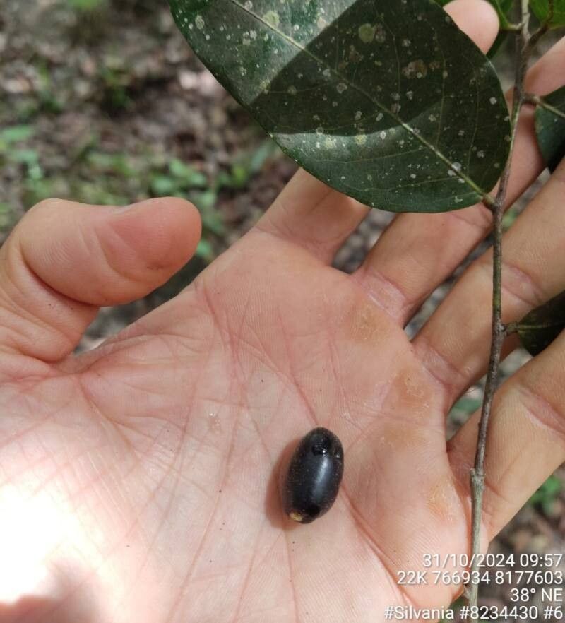 Hirtella gracilipes fruit