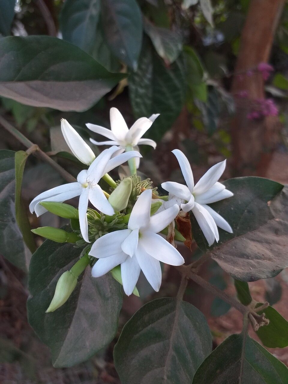 Jasminum kerstingii flower
