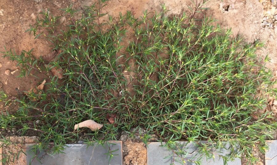 Pectis brevipedunculata — related species from the same genus