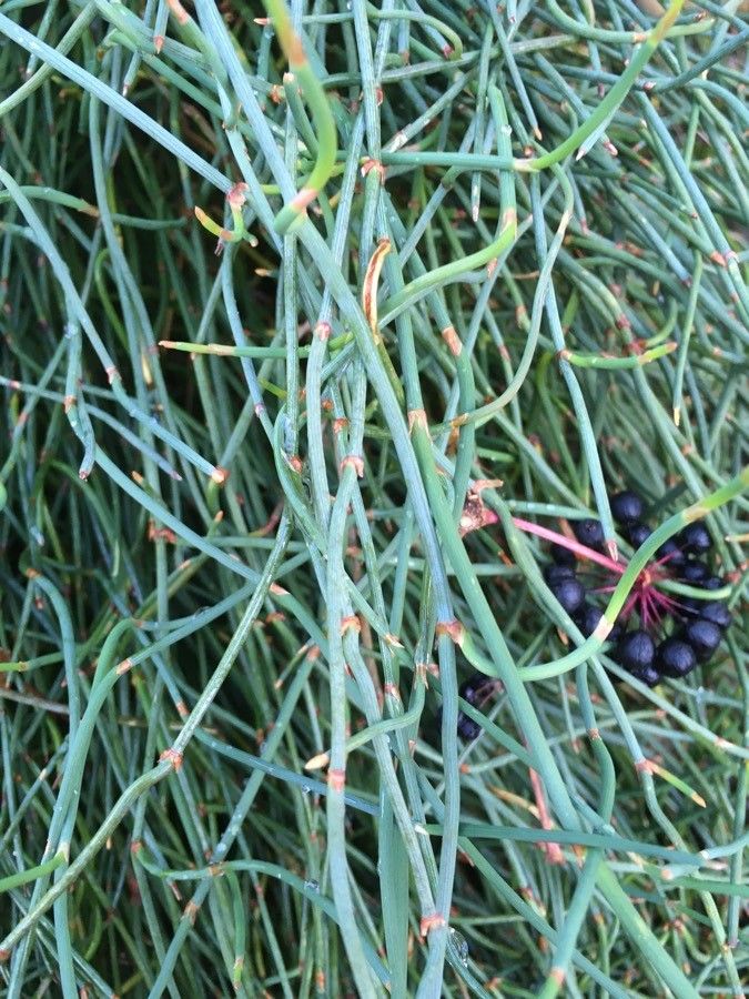 Ephedra likiangensis — search result for 'Ephedra'