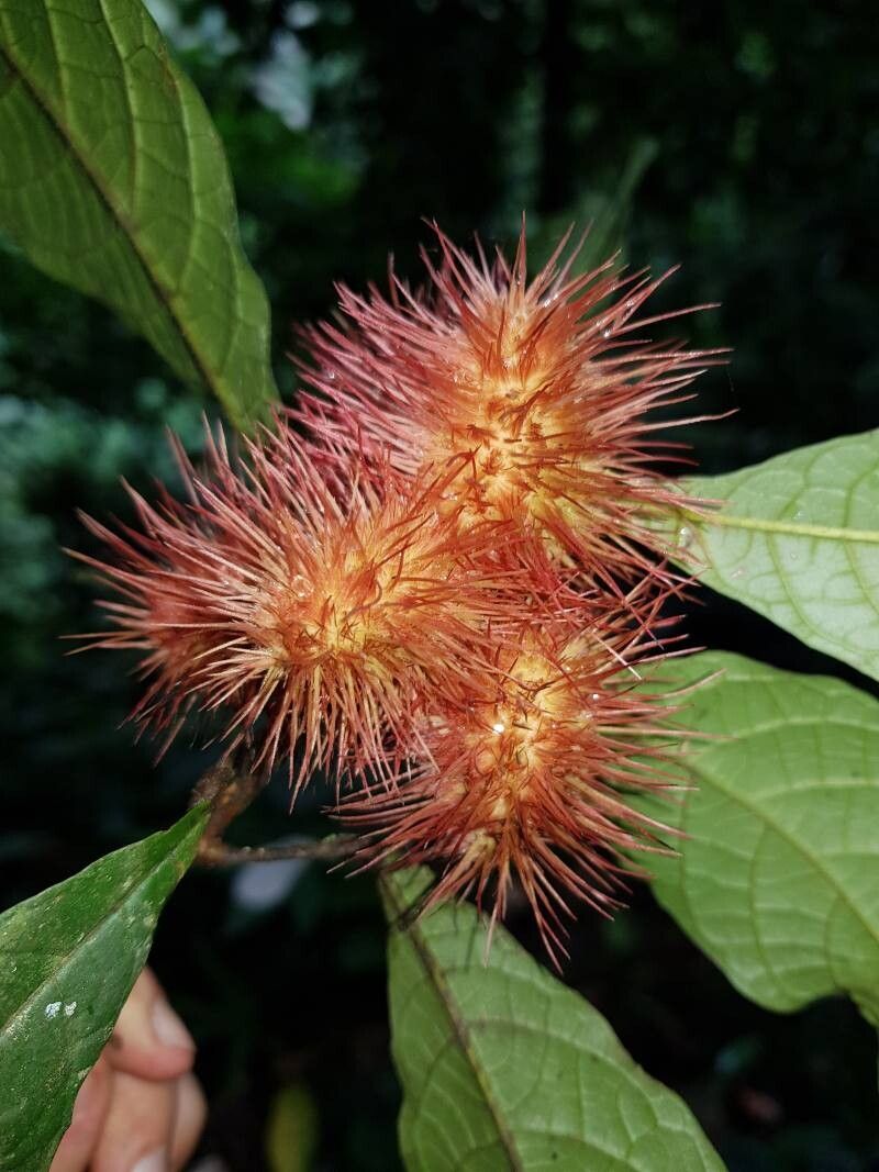 Sloanea guapilensis fruit
