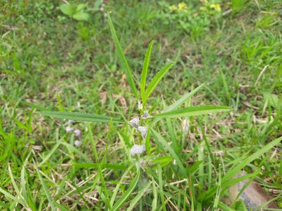 Caesulia axillaris leaf