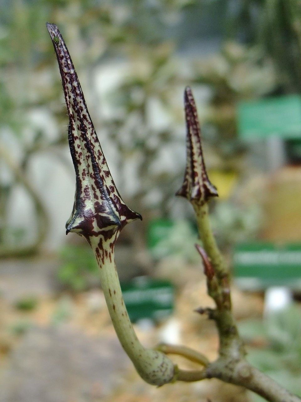 Ceropegia stapeliiformis — search result for 'Eswatini'