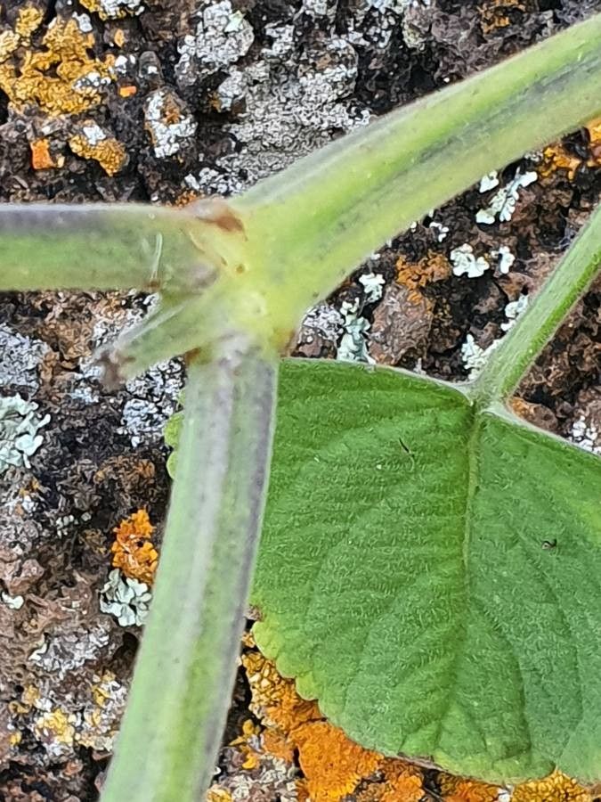 Plectranthus longipes bark
