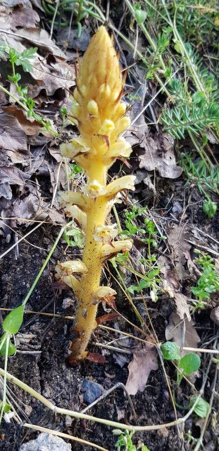 Orobanche alsatica habit