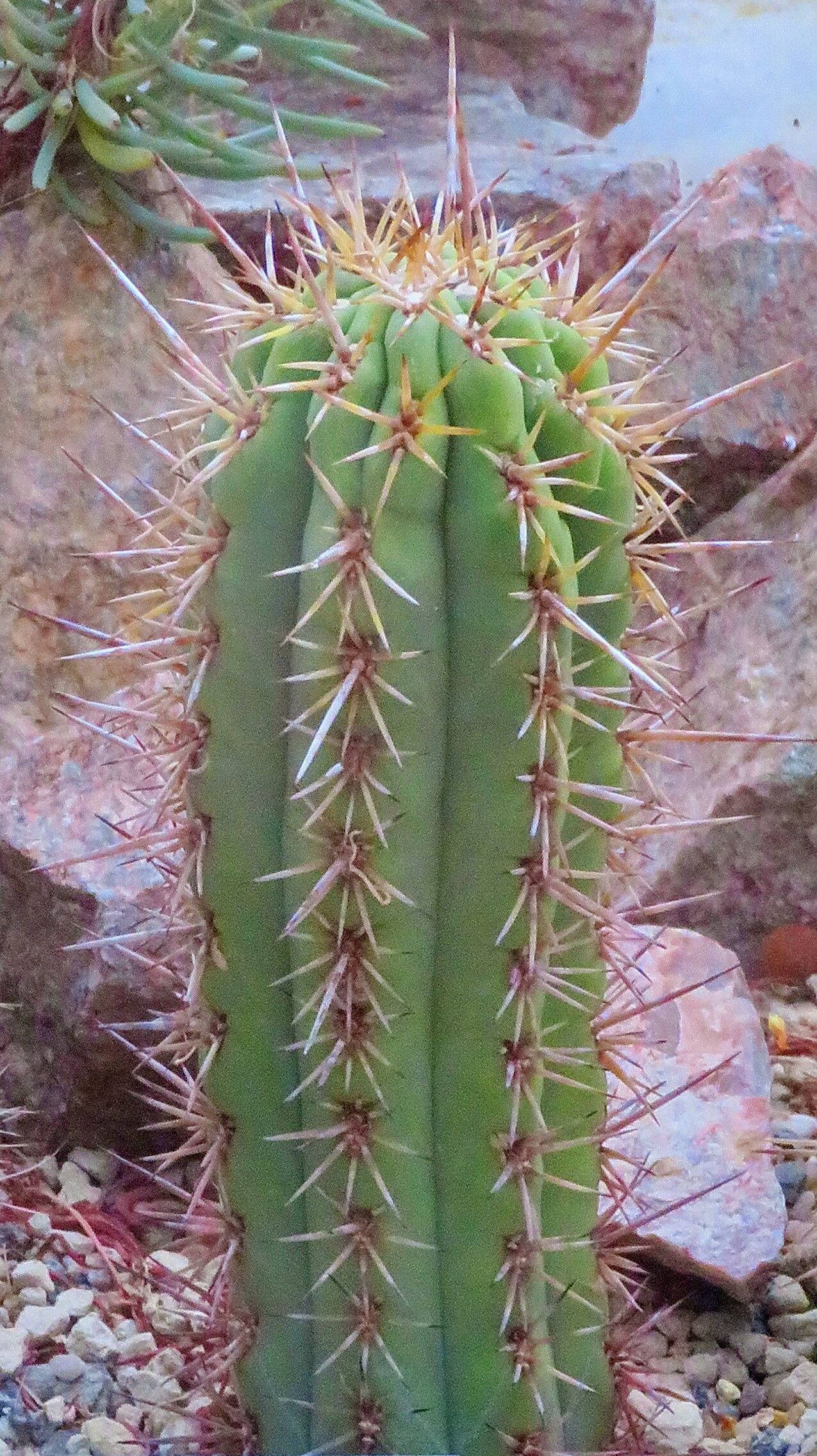 Leucostele nigripilis — houseplant care guide