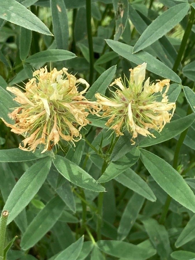 Trifolium pannonicum flower