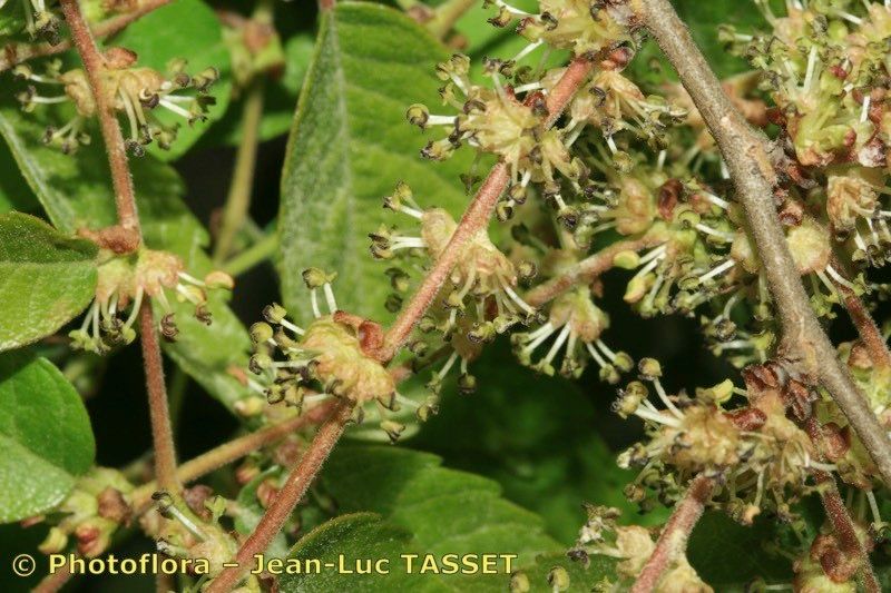 Zelkova crenata flower