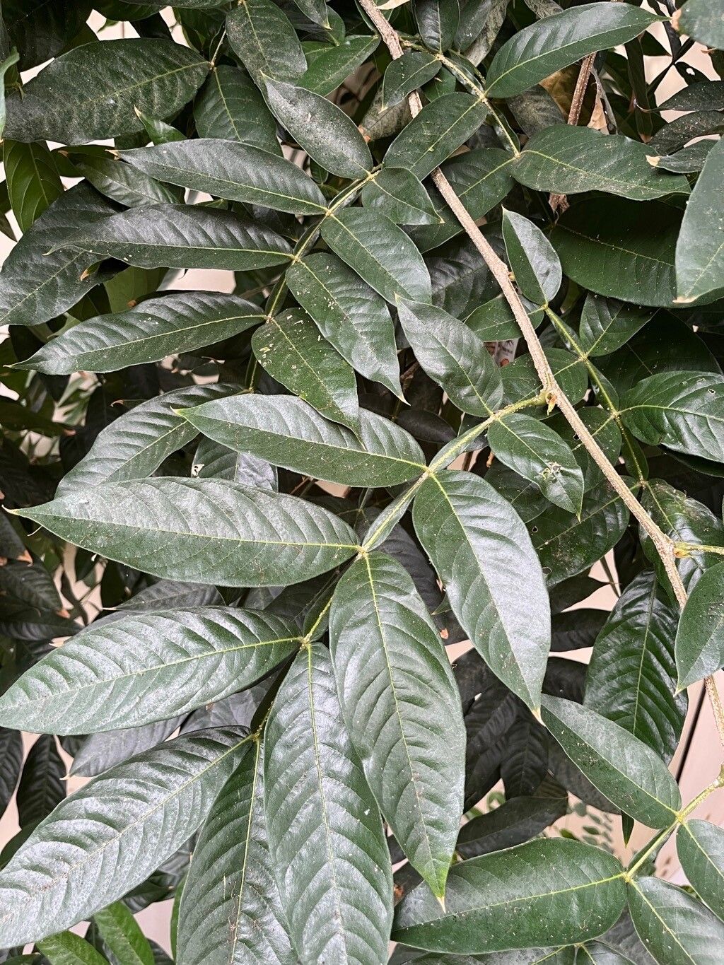 Inga feuilleei — search result for 'Inga'