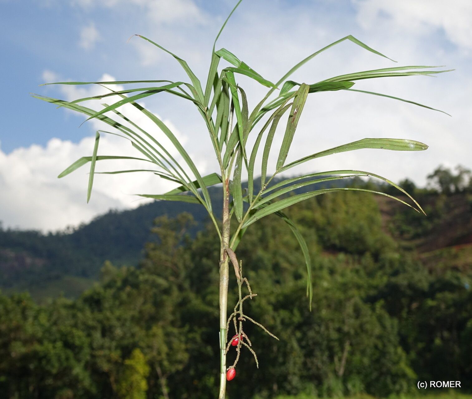 Dypsis thermarum habit