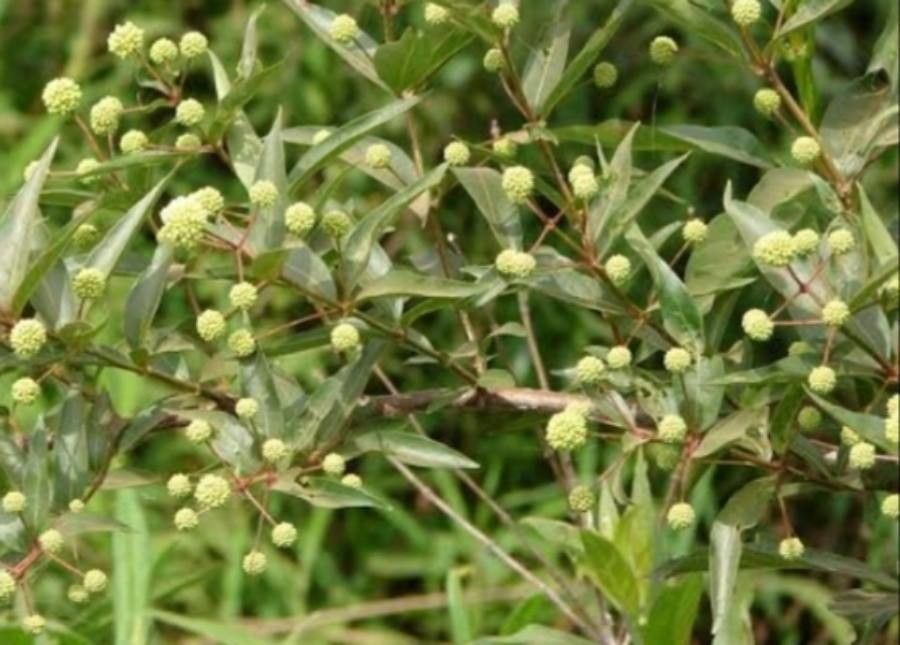 Cephalanthus glabratus flower