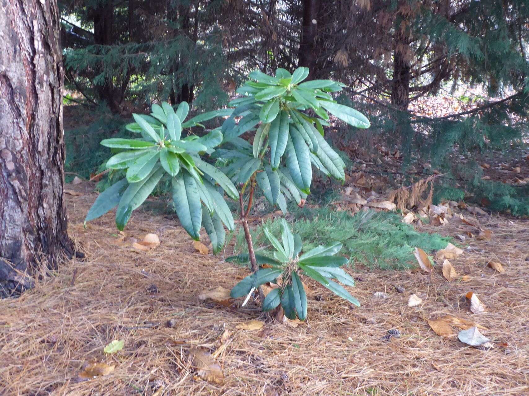 Rhododendron preptum habit
