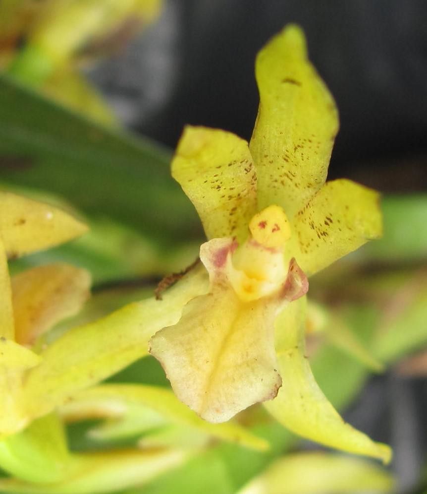 Camaridium gomezianum — houseplant care guide