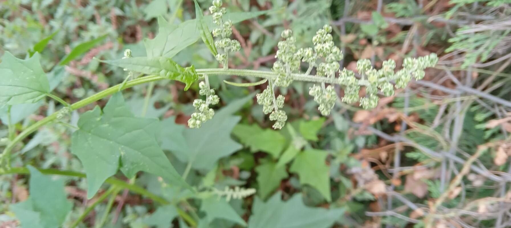 Chenopodiastrum hybridum flower