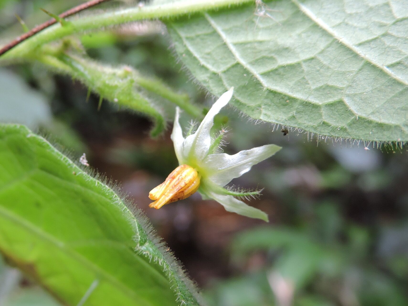 Solanum reflexiflorum flower