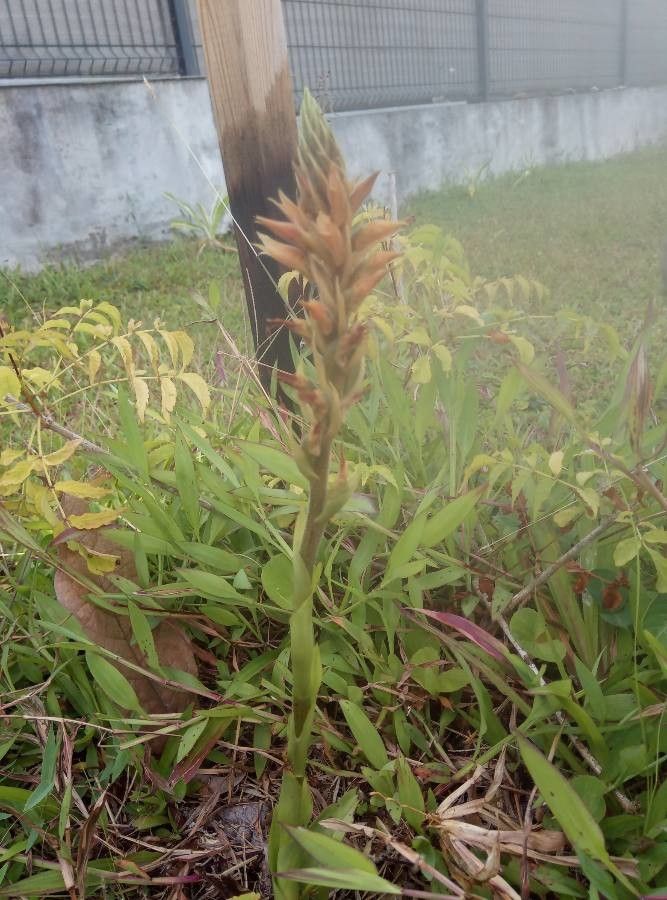 Castilleja tenuiflora habit