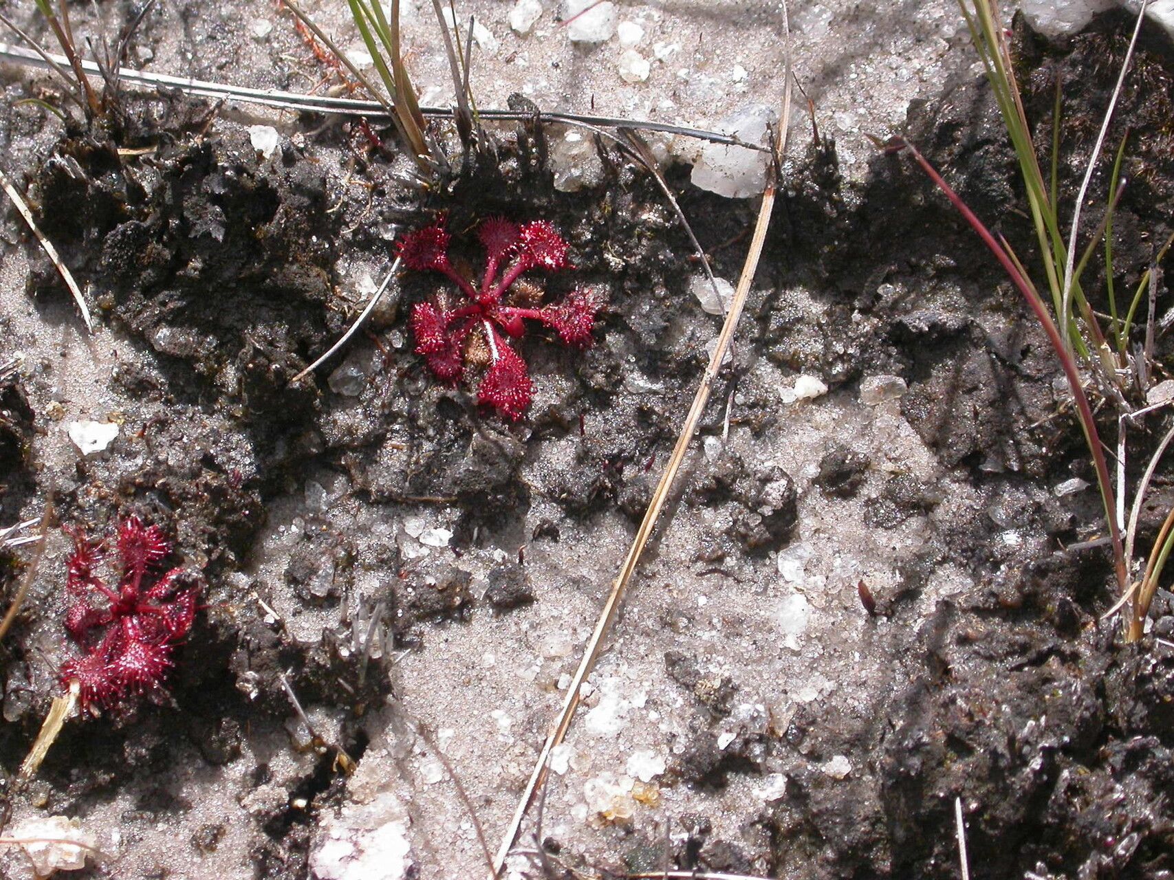 Drosera burkeana — search result for 'Drosera'