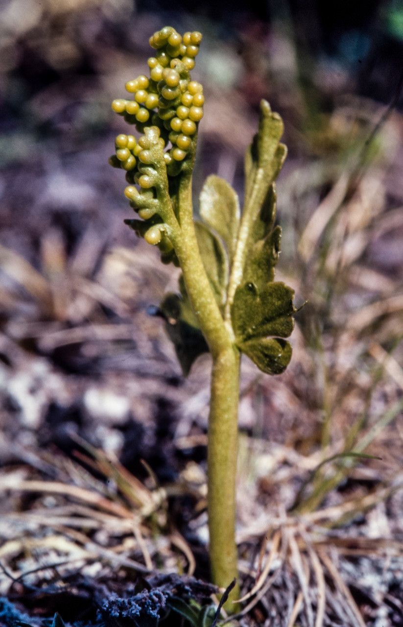 Botrychium boreale habit