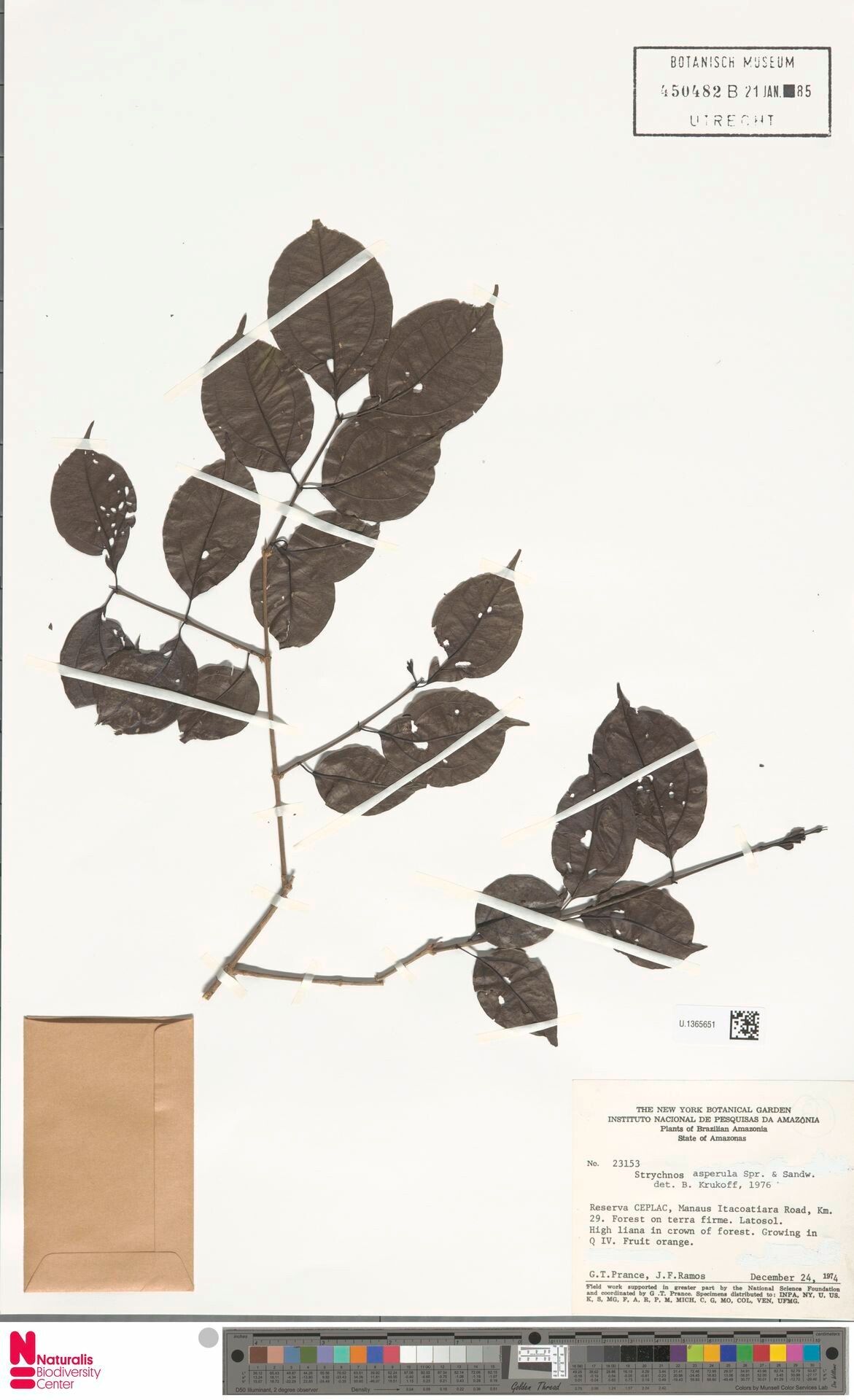 Strychnos pachycarpa leaf