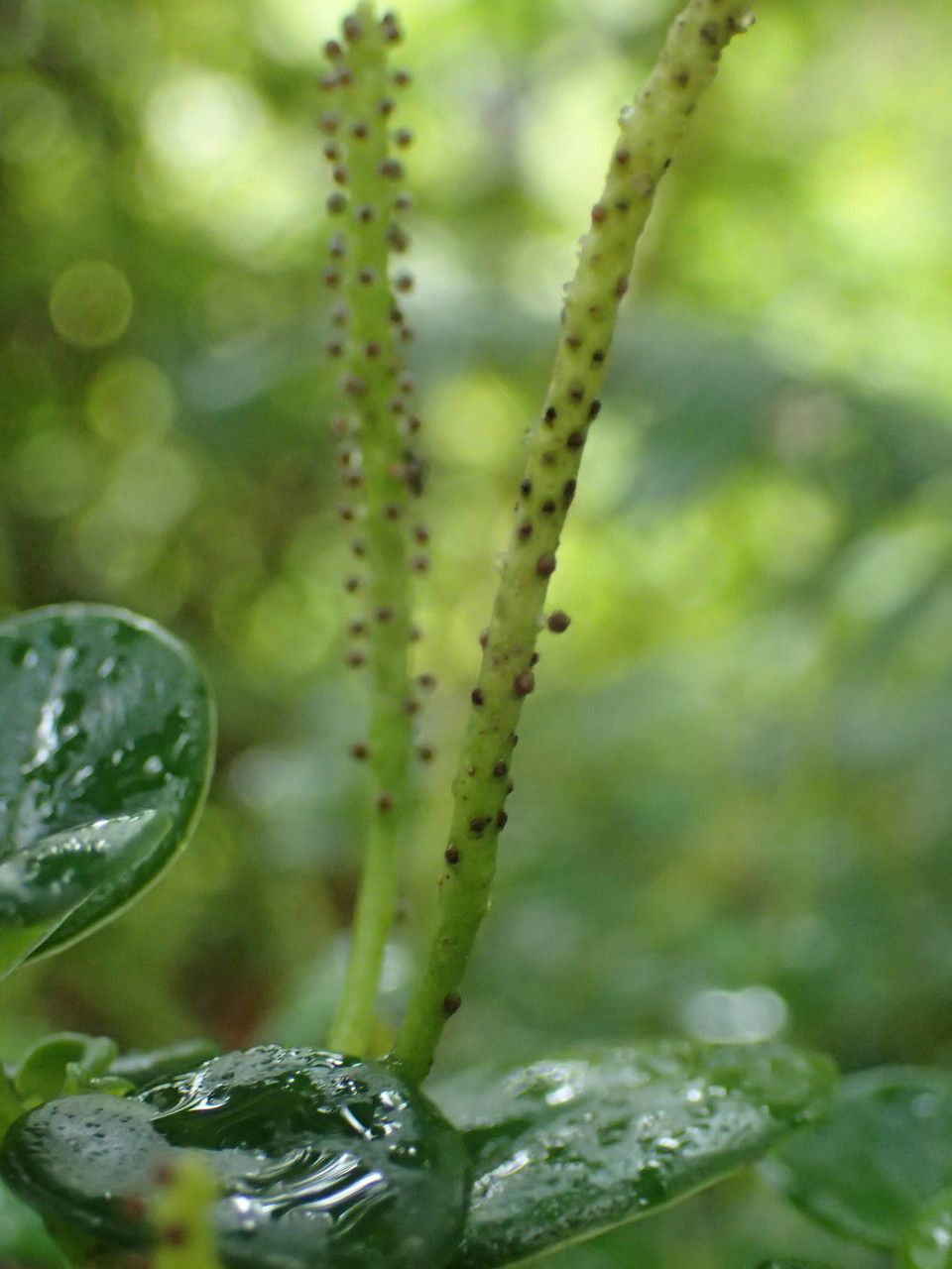 Peperomia elliptica fruit