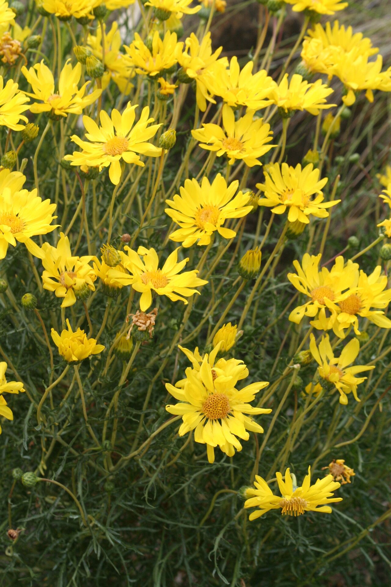 Grindelia anethifolia flower