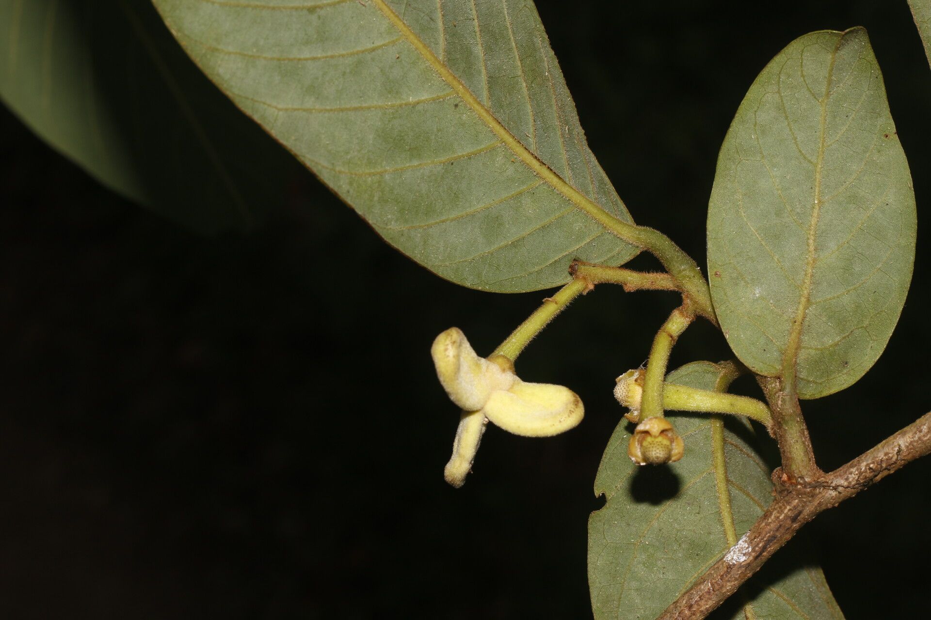 Annona rensoniana fruit