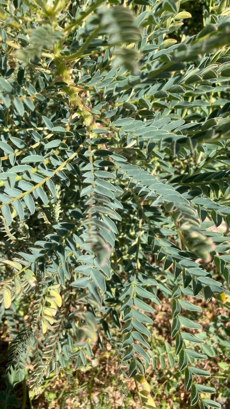 Astragalus pehuenches — houseplant care guide