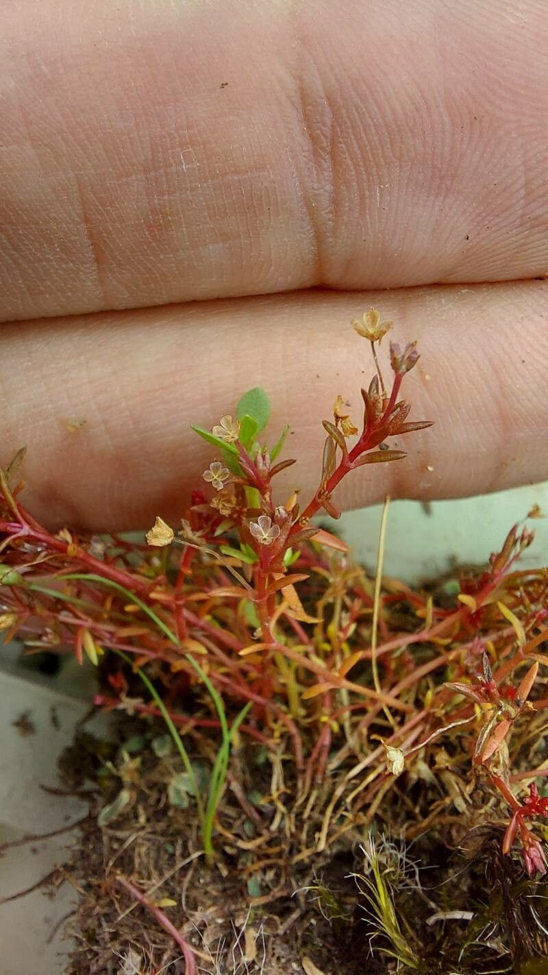 Crassula peduncularis flower