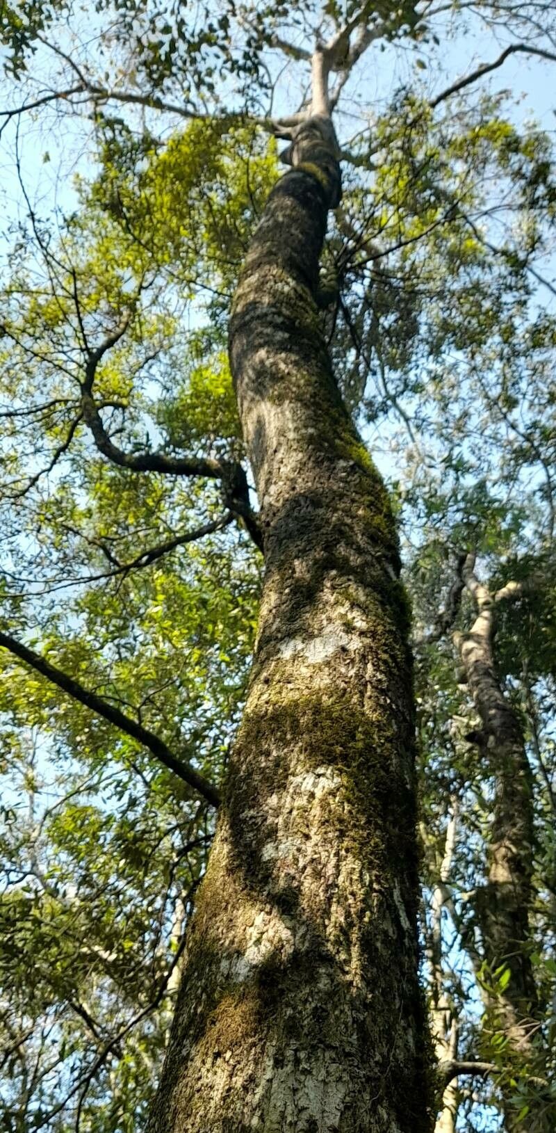 Cordia trichotoma habit
