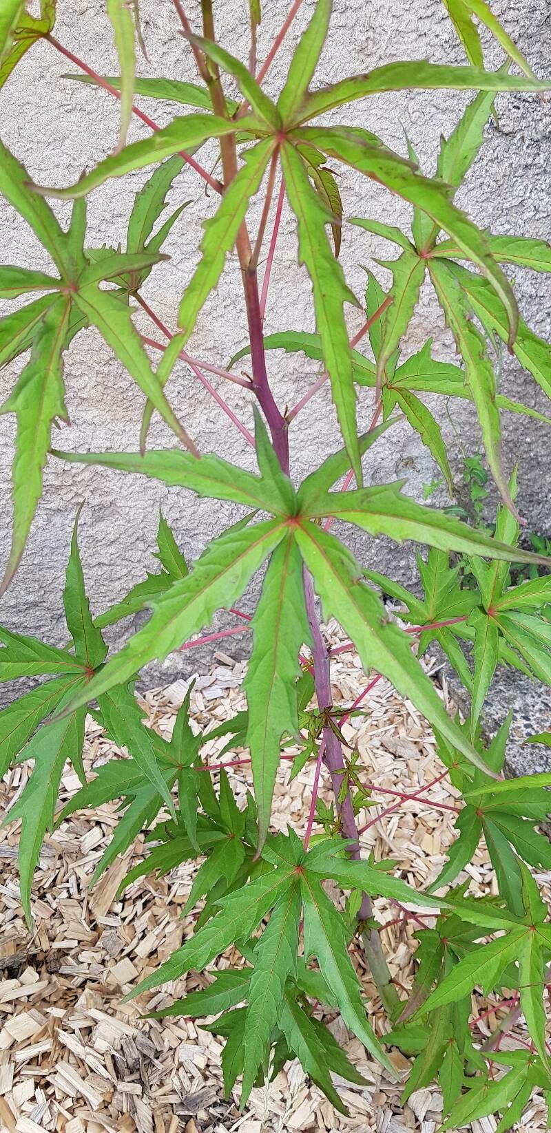 Hibiscus coccineus — large blooms houseplant