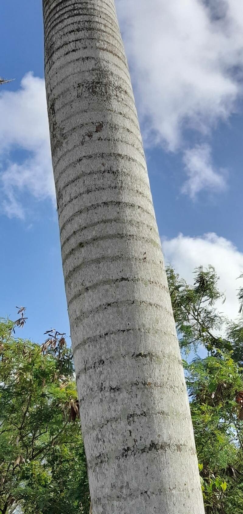 Roystonea borinquena bark