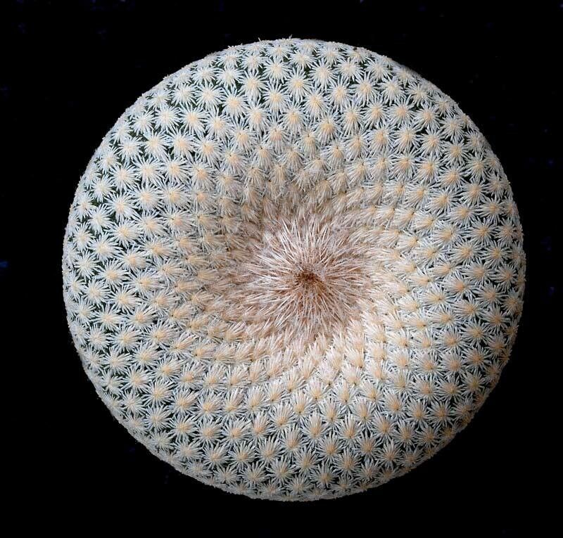 Epithelantha bokei leaf