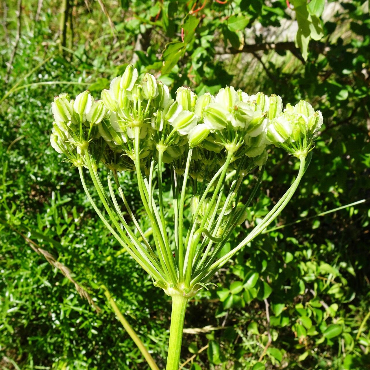 Laserpitium gallicum fruit