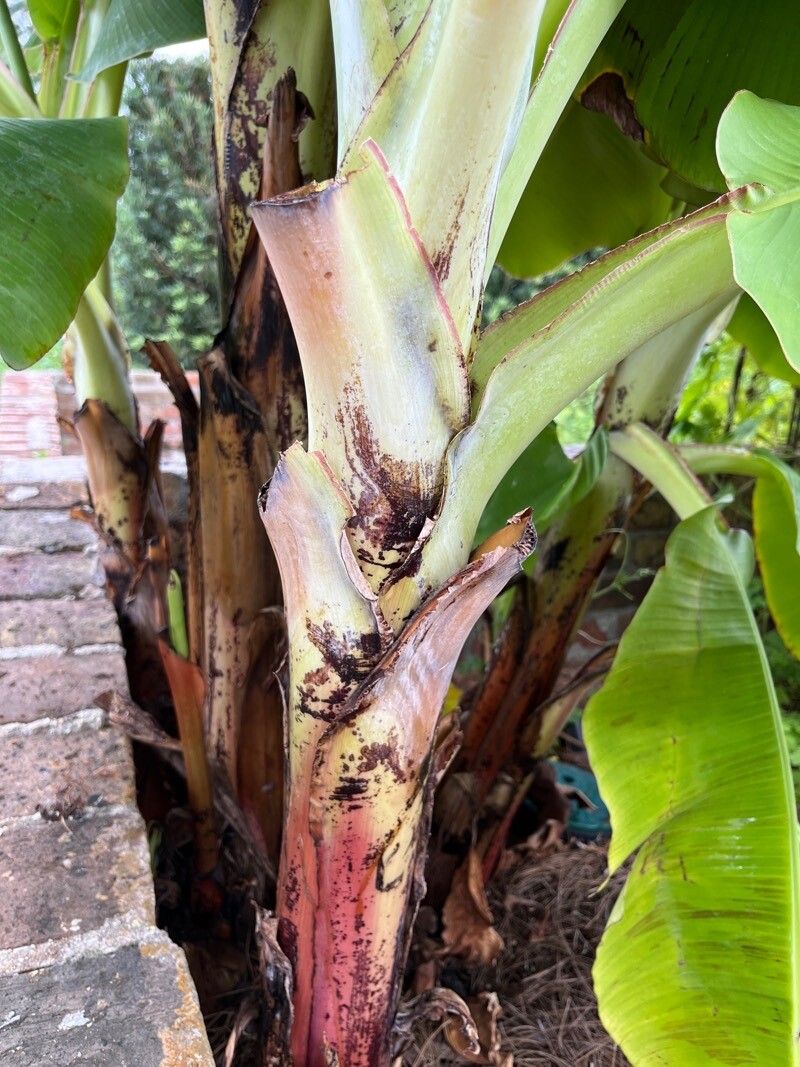 Musa spp. bark