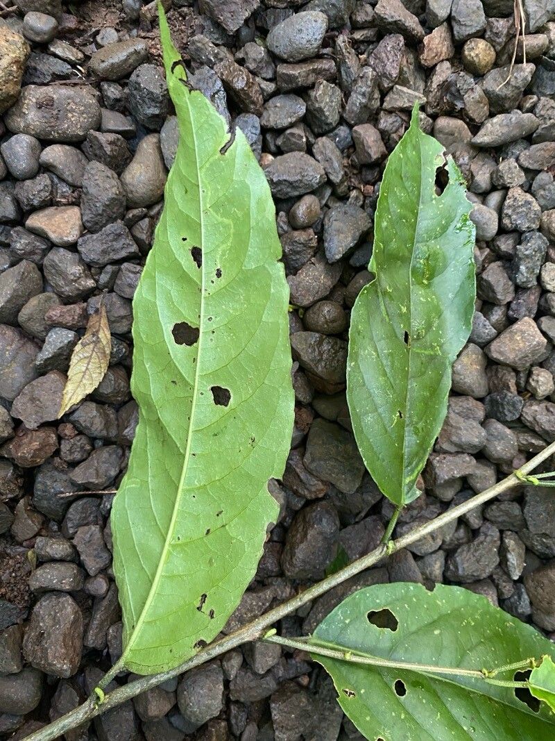 Croton megistocarpus — houseplant care guide