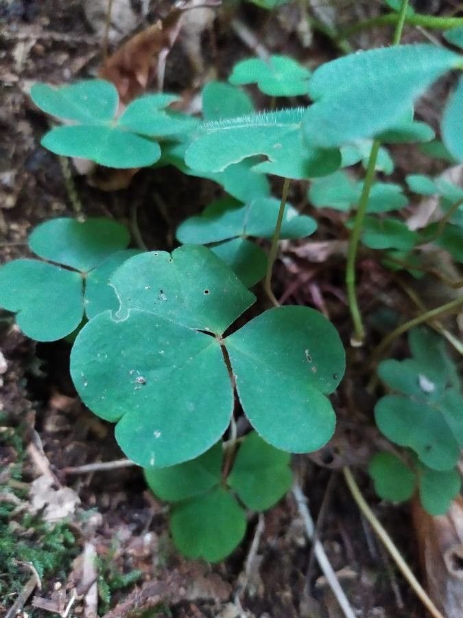 Oxalis oregana flower