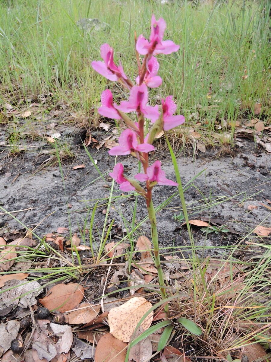 Disa engleriana habit
