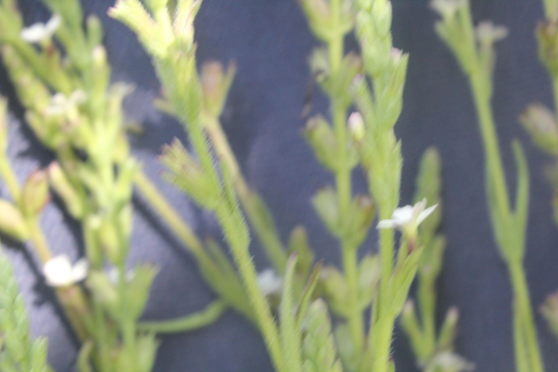 Buchnera pusilla fruit