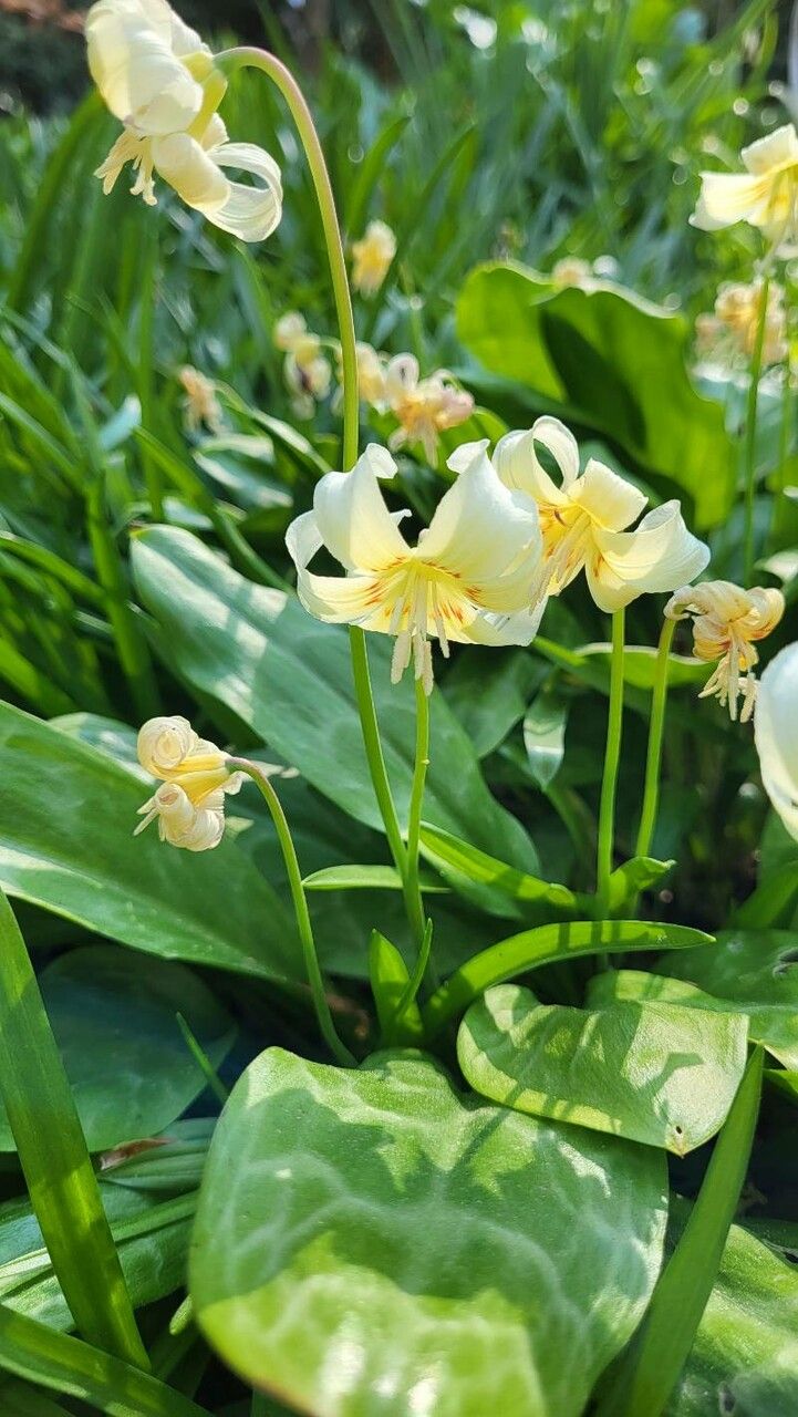 Erythronium californicum flower