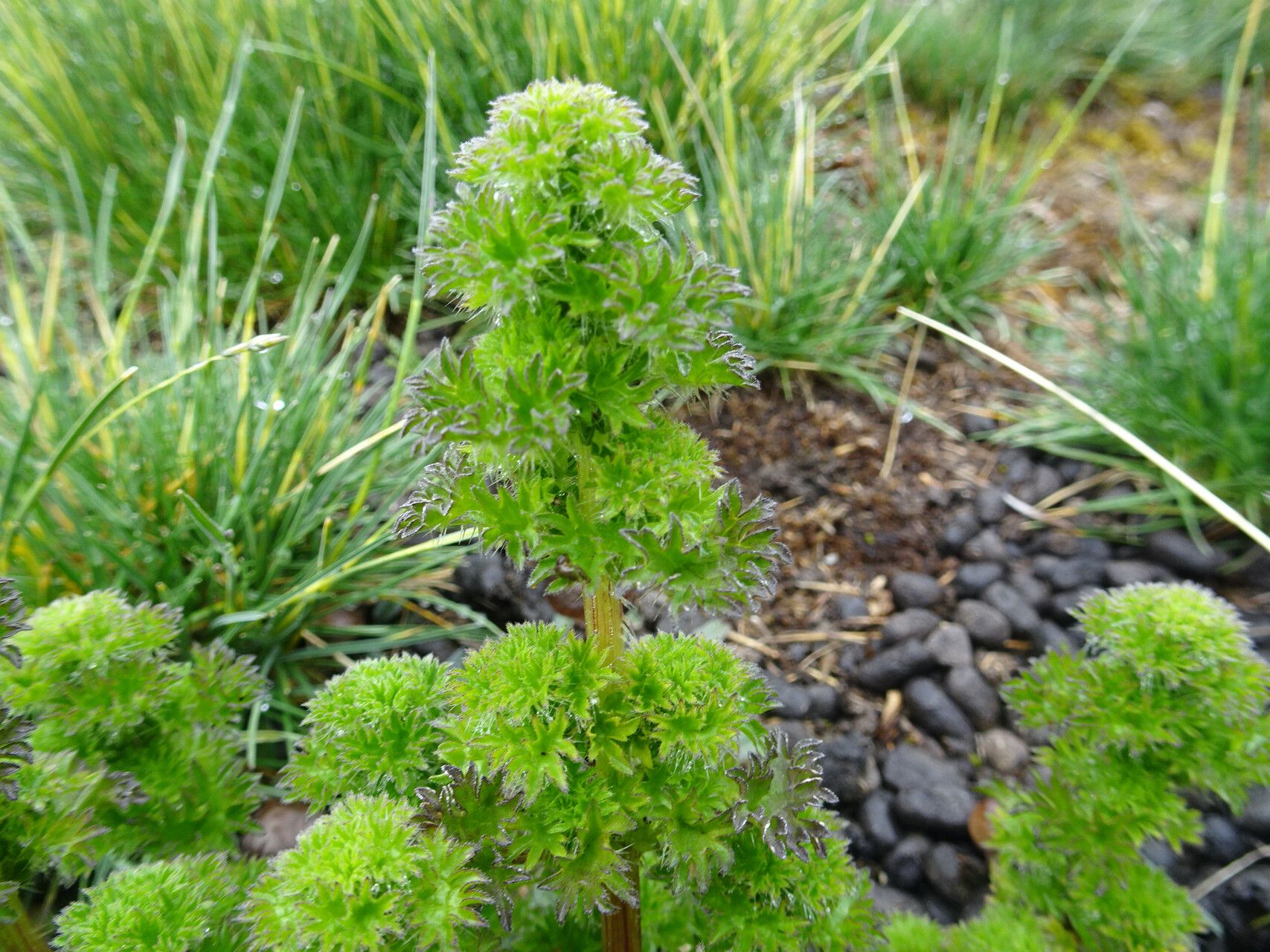 Urtica flabellata — search result for 'Urtica'