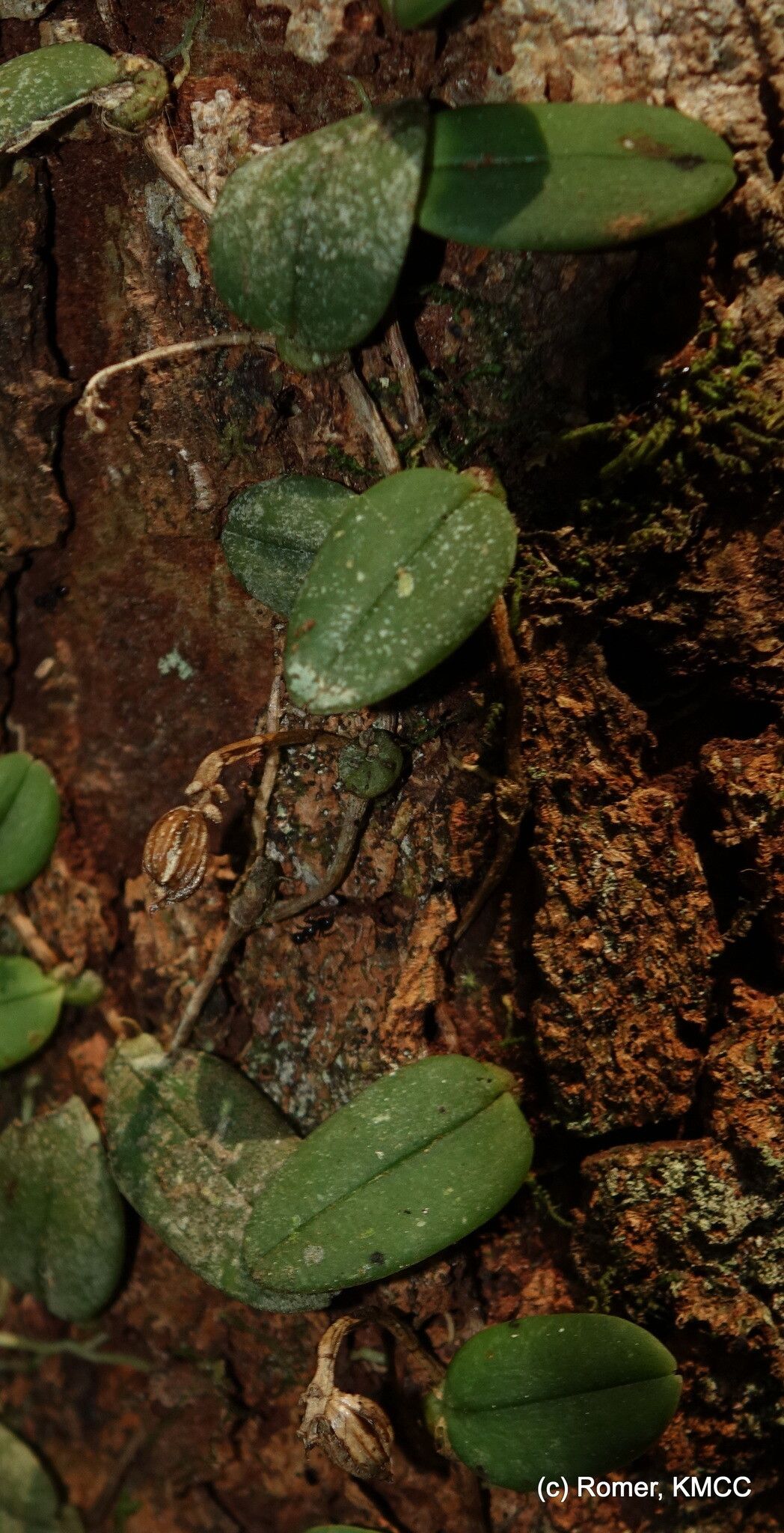 Bulbophyllum jackyi habit