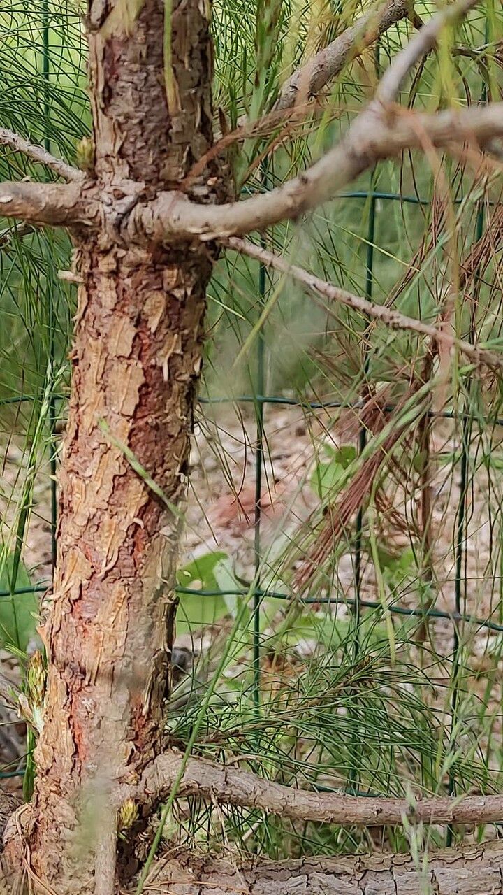 Pinus leiophylla bark